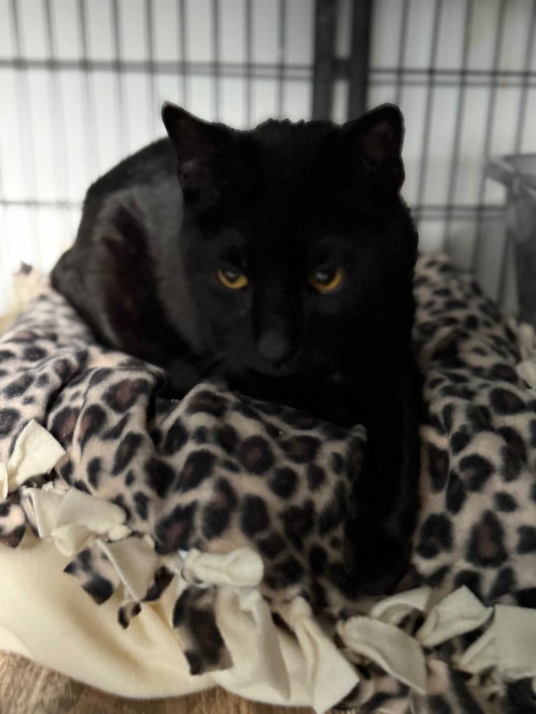 Enlarge Shadow, a Adoptable mixed breed in Algona, IA image 6/6