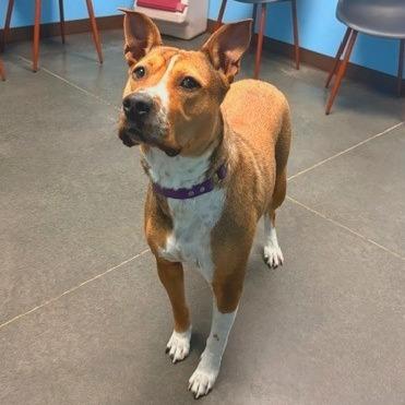 Lexi, Adoptable, Adult Female Pit Bull Terrier & Mixed Breed.