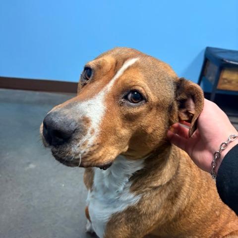 Lexi, Adoptable, Adult Female Pit Bull Terrier & Mixed Breed.