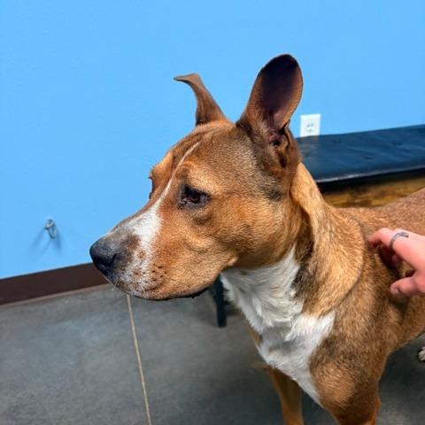 Enlarge Lexi, a Adoptable mixed breed in Idaho Falls, ID image 2/3