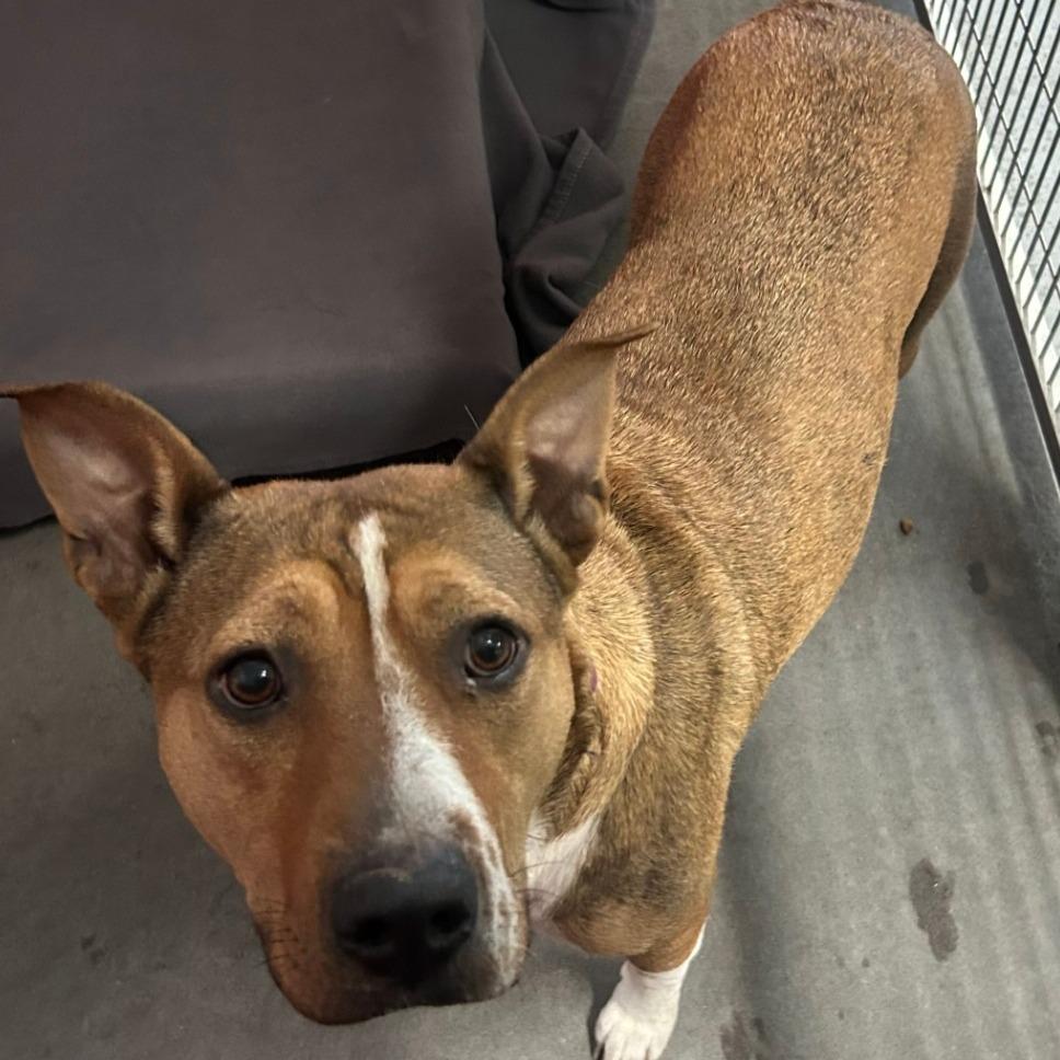 Enlarge Lexi, a Adoptable mixed breed in Idaho Falls, ID image 3/3