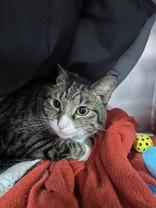 Hugo, adopted, Adult Male Domestic Short Hair.