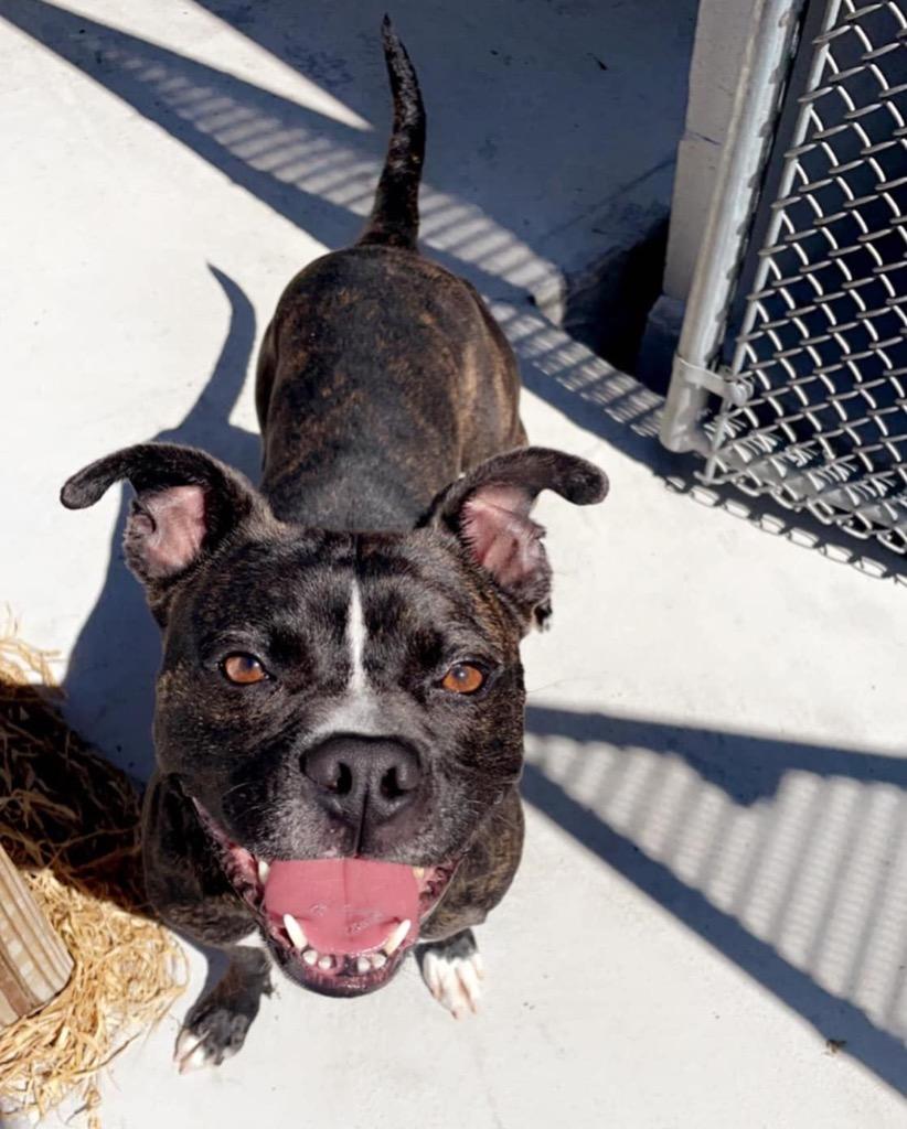 Enlarge Bean Pie, a Adoptable mixed breed in Sebastian, FL image 1/6