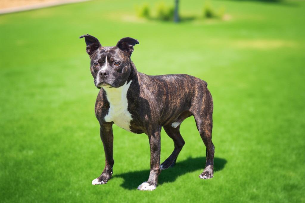 Enlarge Bean Pie, a Adoptable mixed breed in Sebastian, FL image 2/6