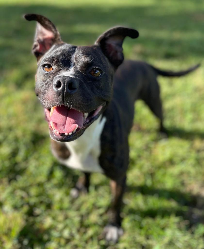 Enlarge Bean Pie, a Adoptable mixed breed in Sebastian, FL image 3/6