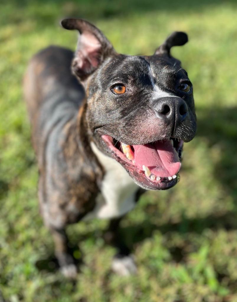 Enlarge Bean Pie, a Adoptable mixed breed in Sebastian, FL image 4/6