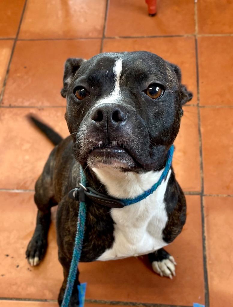 Enlarge Bean Pie, a Adoptable mixed breed in Sebastian, FL image 5/6