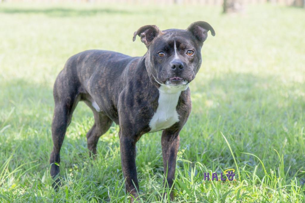 Enlarge Bean Pie, a Adoptable mixed breed in Sebastian, FL image 6/6