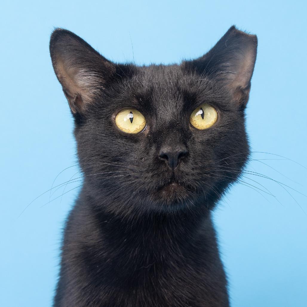 Enlarge Lady, a Adoptable Domestic Short Hair in Franklin, TN image 1/3