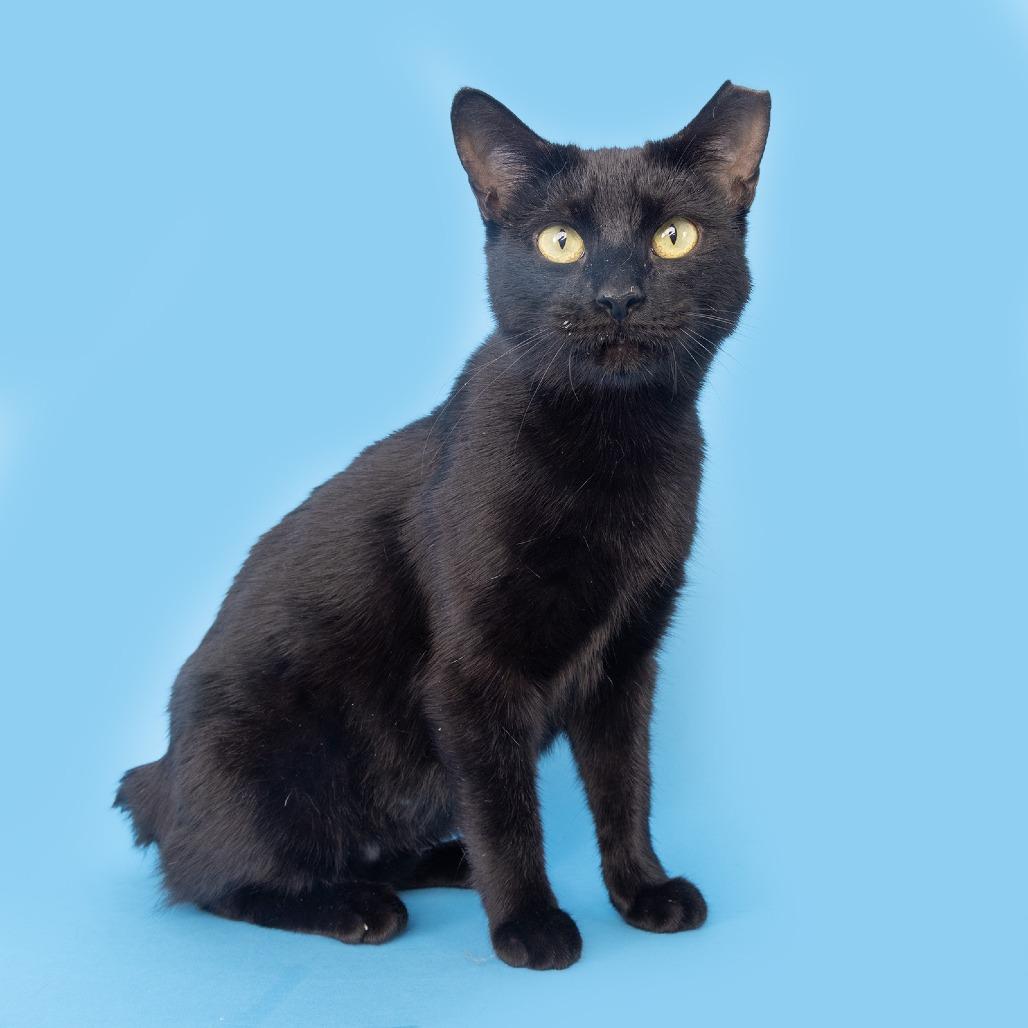 Enlarge Lady, a Adoptable Domestic Short Hair in Franklin, TN image 2/3