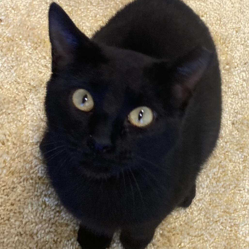 Enlarge Lady, a Adoptable Domestic Short Hair in Franklin, TN image 3/3
