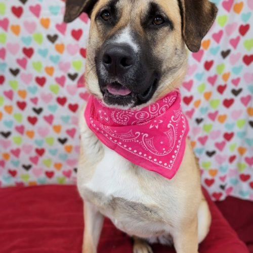 Enlarge Zyla, a Adoptable mixed breed in Leesburg, AL image 1/6