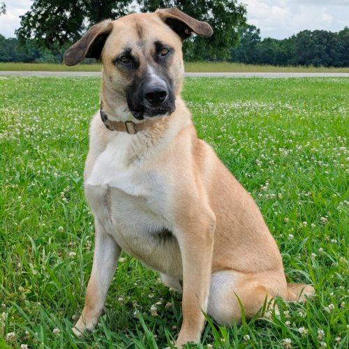 Enlarge Zyla, a Adoptable mixed breed in Leesburg, AL image 2/6