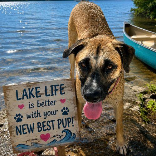 Enlarge Zyla, a Adoptable mixed breed in Leesburg, AL image 4/6
