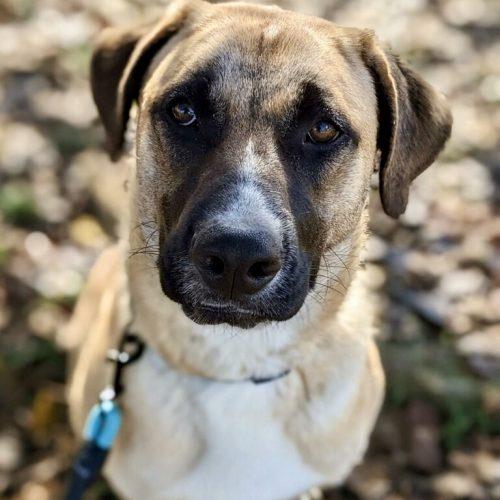 Enlarge Zyla, a Adoptable mixed breed in Leesburg, AL image 5/6