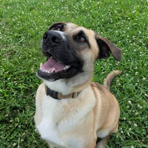 Enlarge Zyla, a Adoptable mixed breed in Leesburg, AL image 6/6