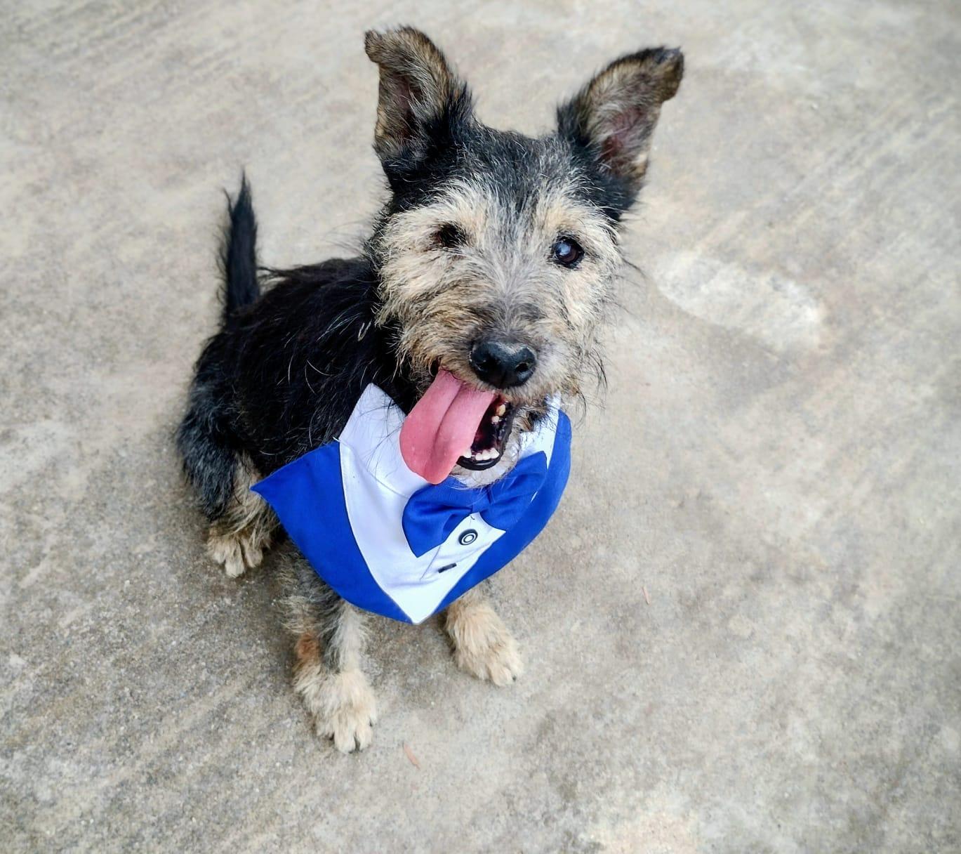 Lazaro, Adopted, Adult Male Schnauzer & Mixed Breed.