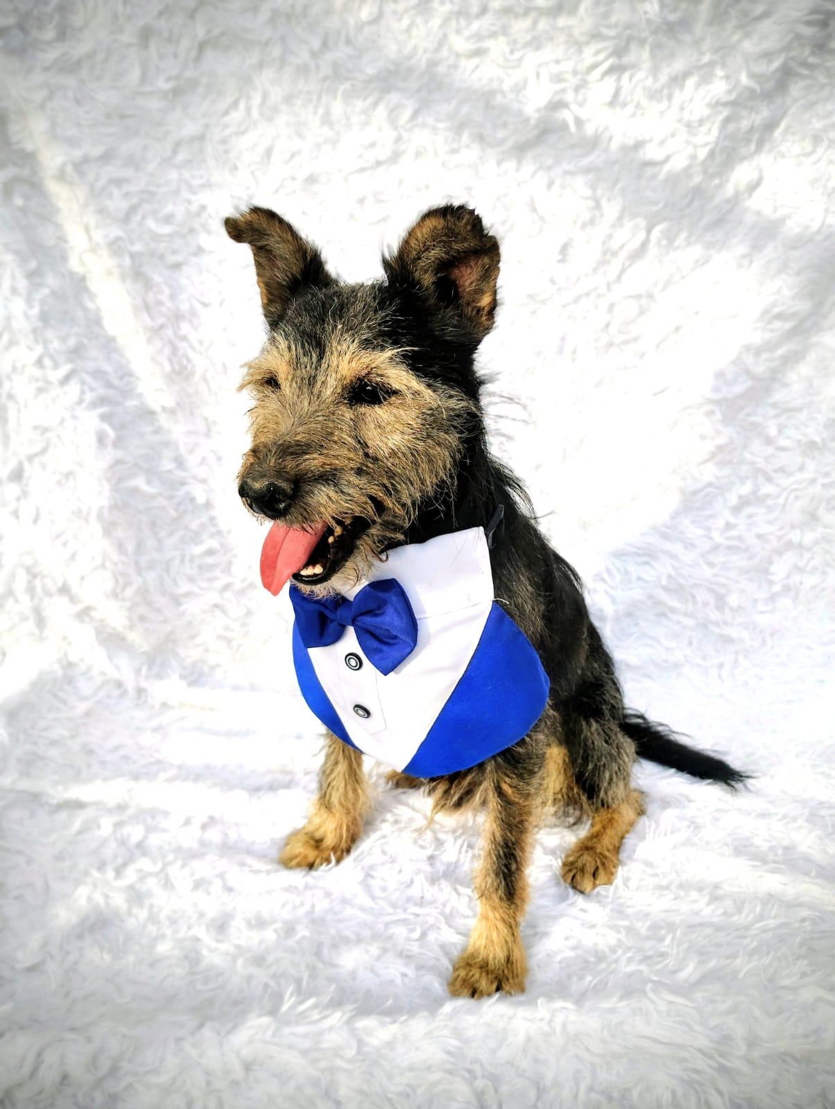 Enlarge Lazaro, a Adopted mixed breed in New Britain, CT image 2/6