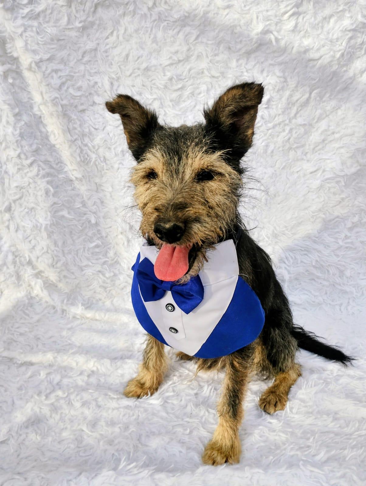 Enlarge Lazaro, a Adopted mixed breed in New Britain, CT image 6/6