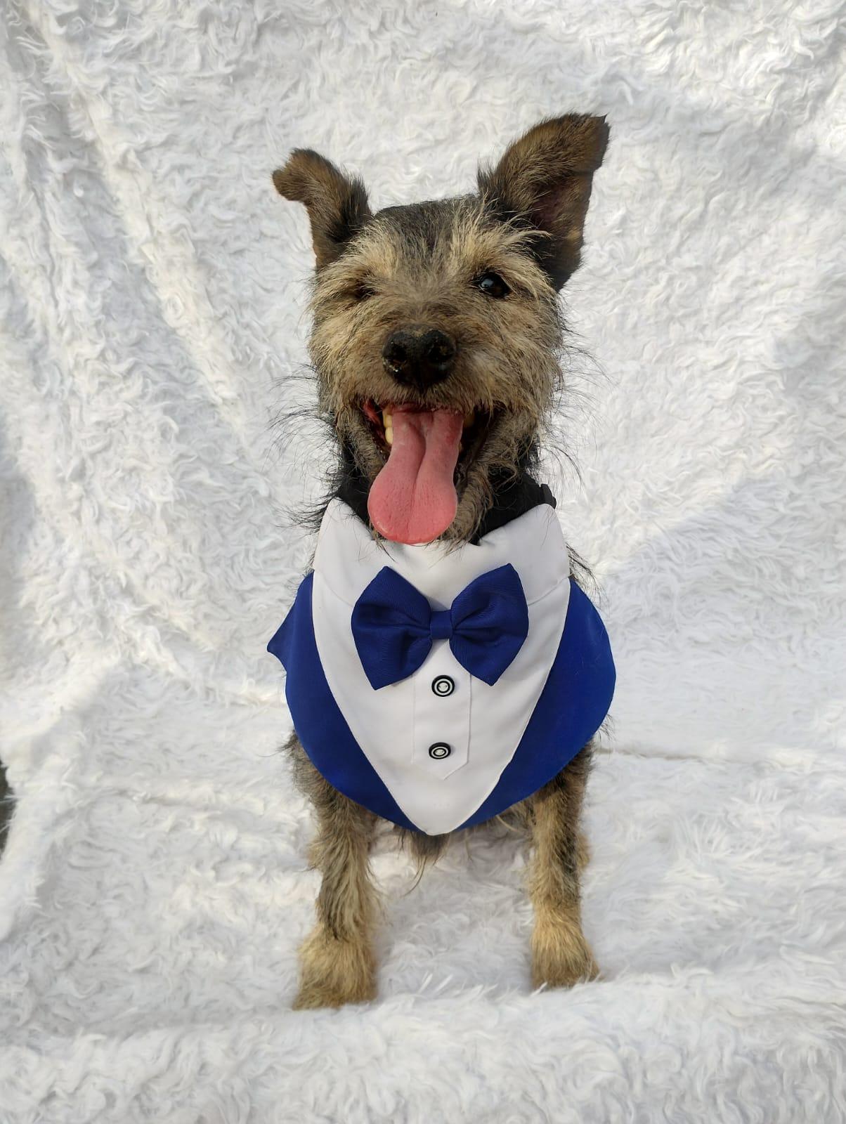 Enlarge Lazaro, a Adopted mixed breed in New Britain, CT image 3/6