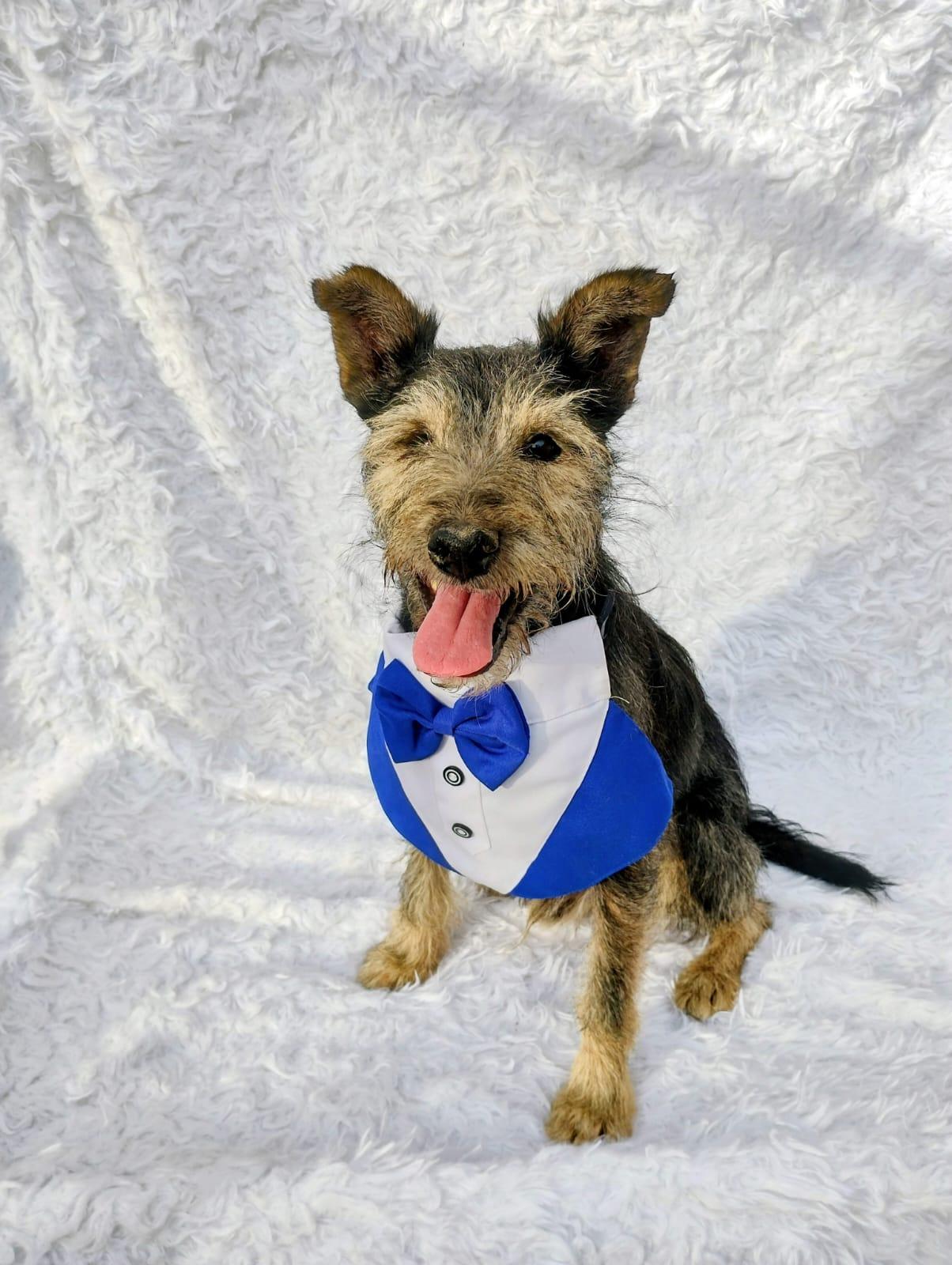 Enlarge Lazaro, a Adopted mixed breed in New Britain, CT image 5/6
