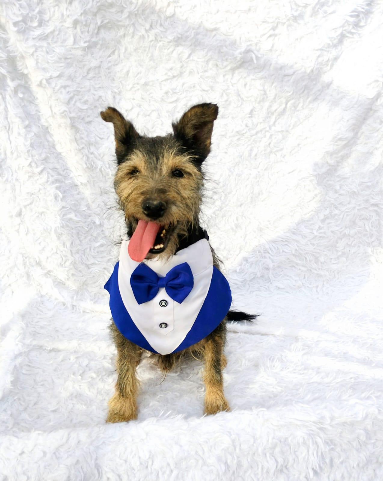 Enlarge Lazaro, a Adopted mixed breed in New Britain, CT image 4/6