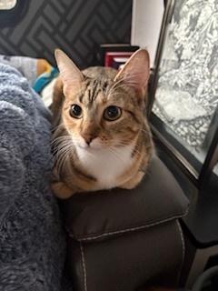 Roxy, Adoptable, Kitten Female Domestic Short Hair.