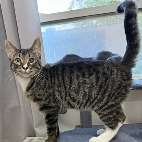 Monkey D. Luffy, ADOPTABLE, Kitten Male Domestic Short Hair.