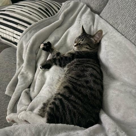 Enlarge Monkey D. Luffy, a ADOPTABLE Domestic Short Hair in Hudsonville, MI image 3/3