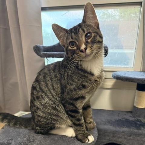Enlarge Monkey D. Luffy, a ADOPTABLE Domestic Short Hair in Hudsonville, MI image 2/3