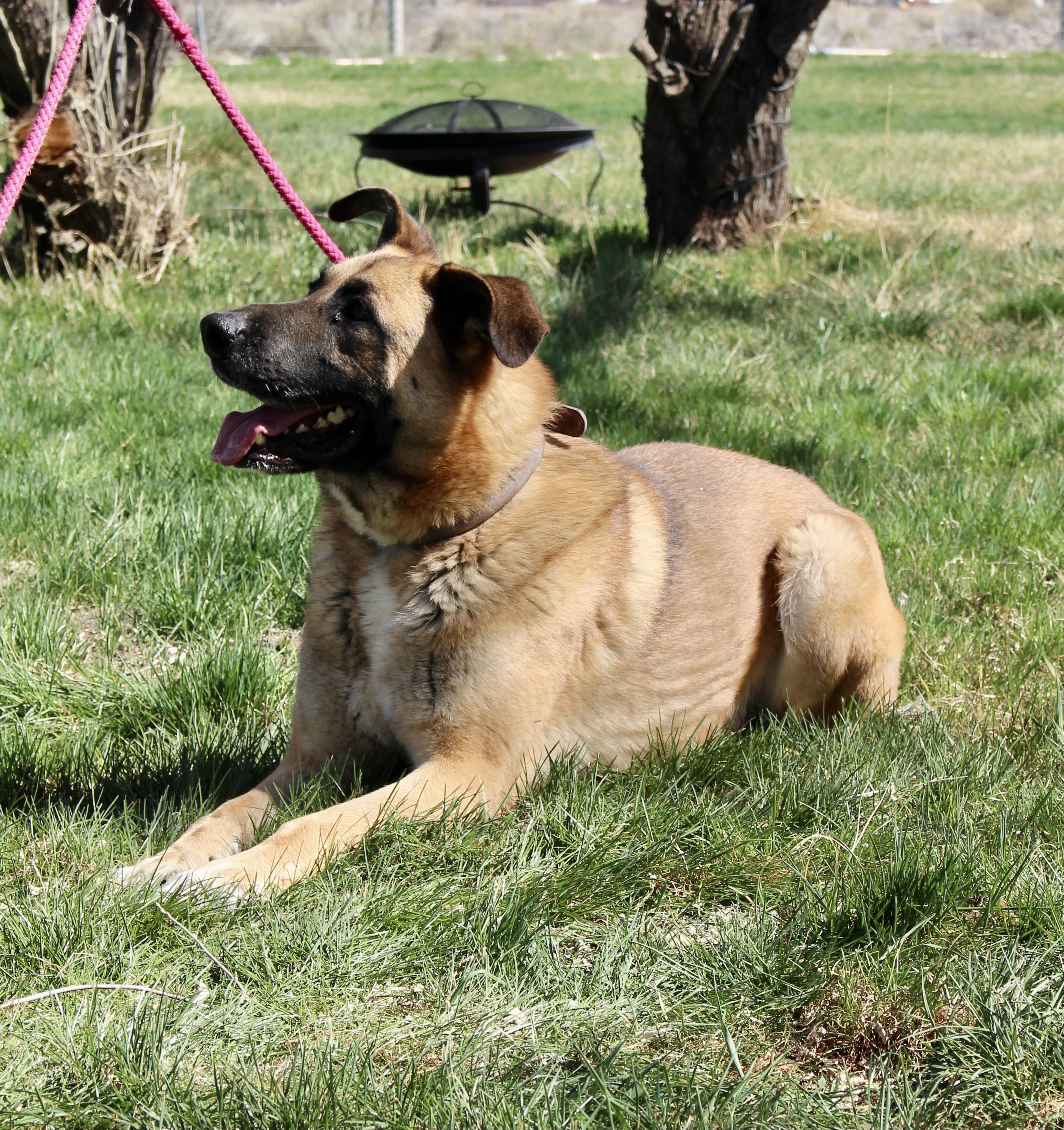 Enlarge Teddy, a Adoptable German Shepherd Dog in Grantsville, UT image 2/5