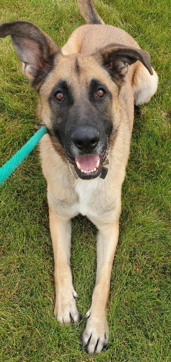 Enlarge Teddy, a Adoptable German Shepherd Dog in Grantsville, UT image 4/5