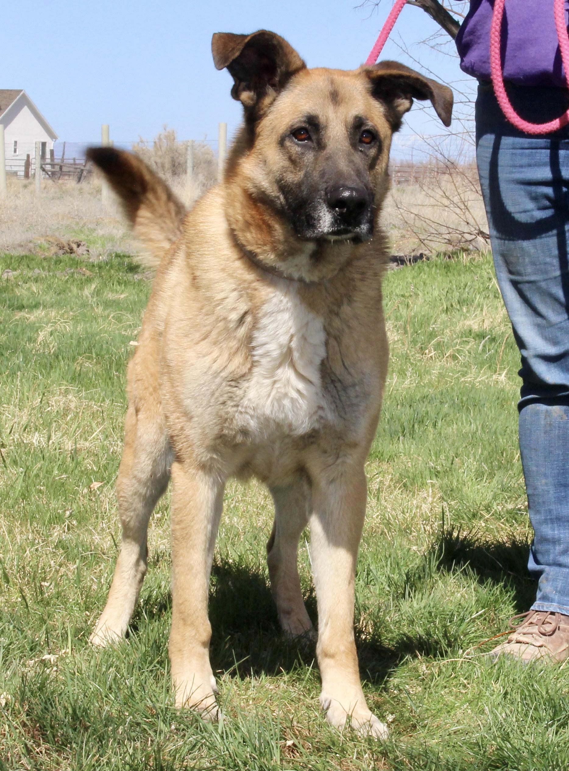 Enlarge Teddy, a Adoptable German Shepherd Dog in Grantsville, UT image 5/5