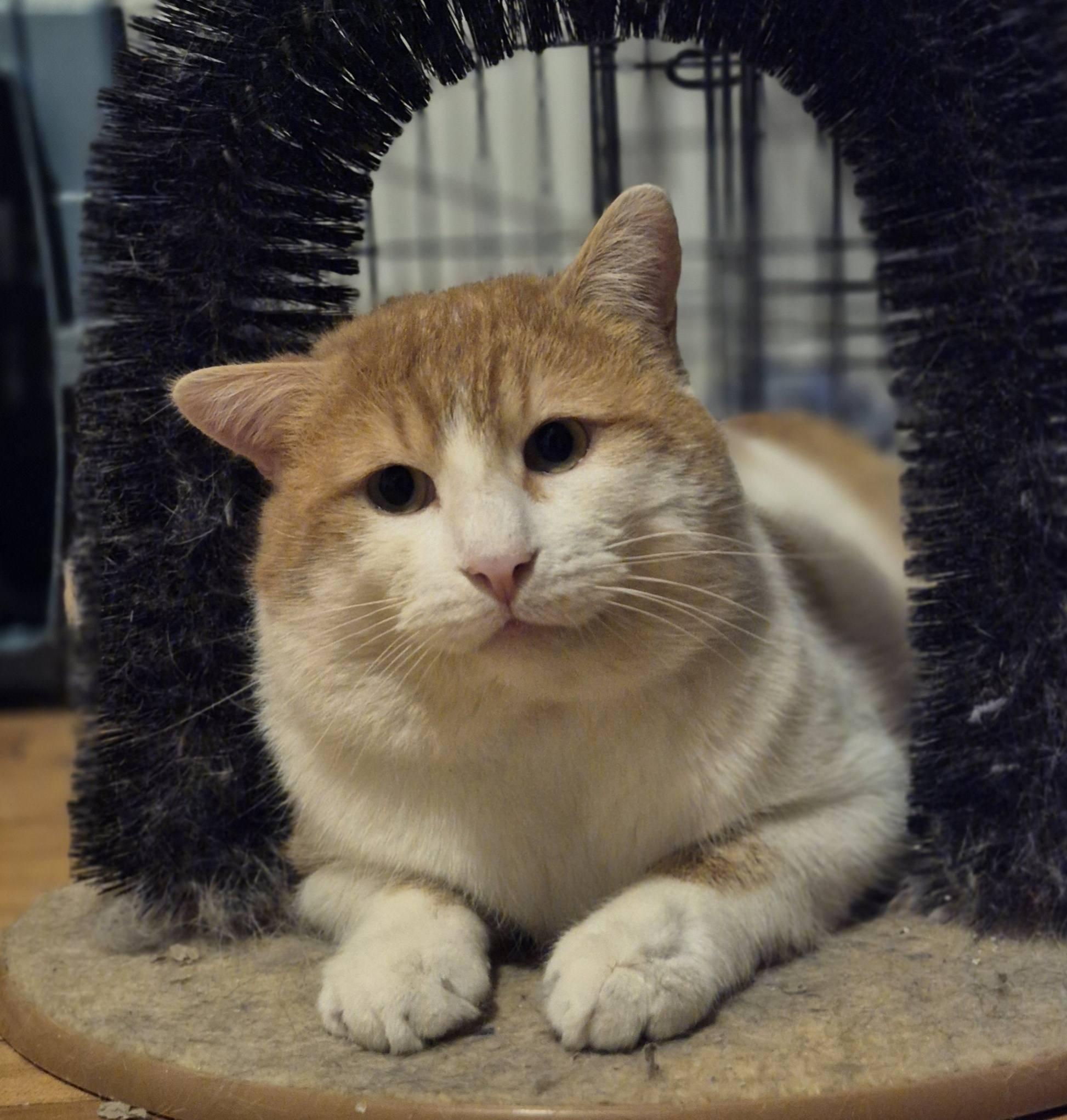 Mister, a ADOPTABLE Domestic Short Hair in Spencerville, ON image 4/6