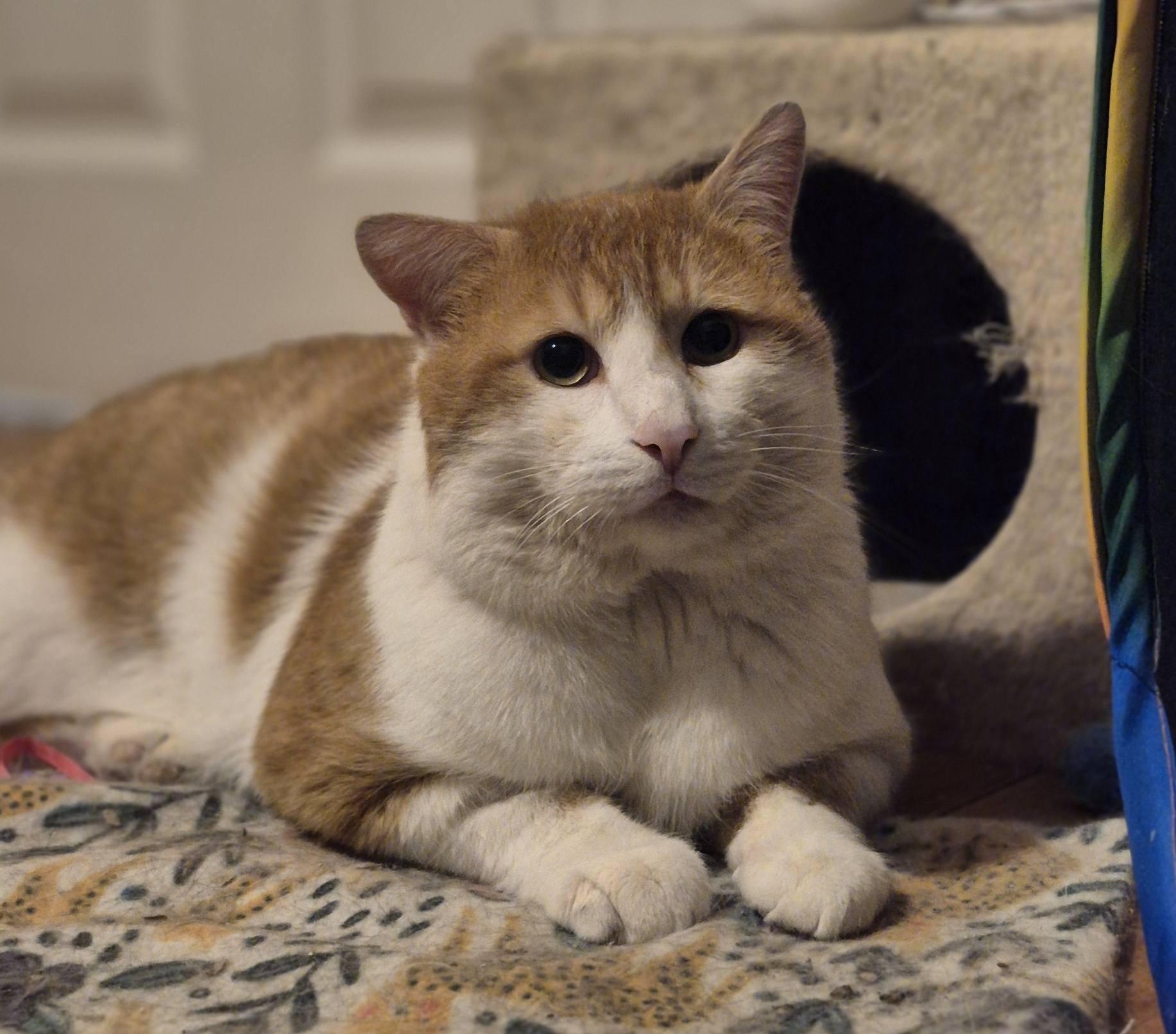 Mister, a ADOPTABLE Domestic Short Hair in Spencerville, ON image 2/6