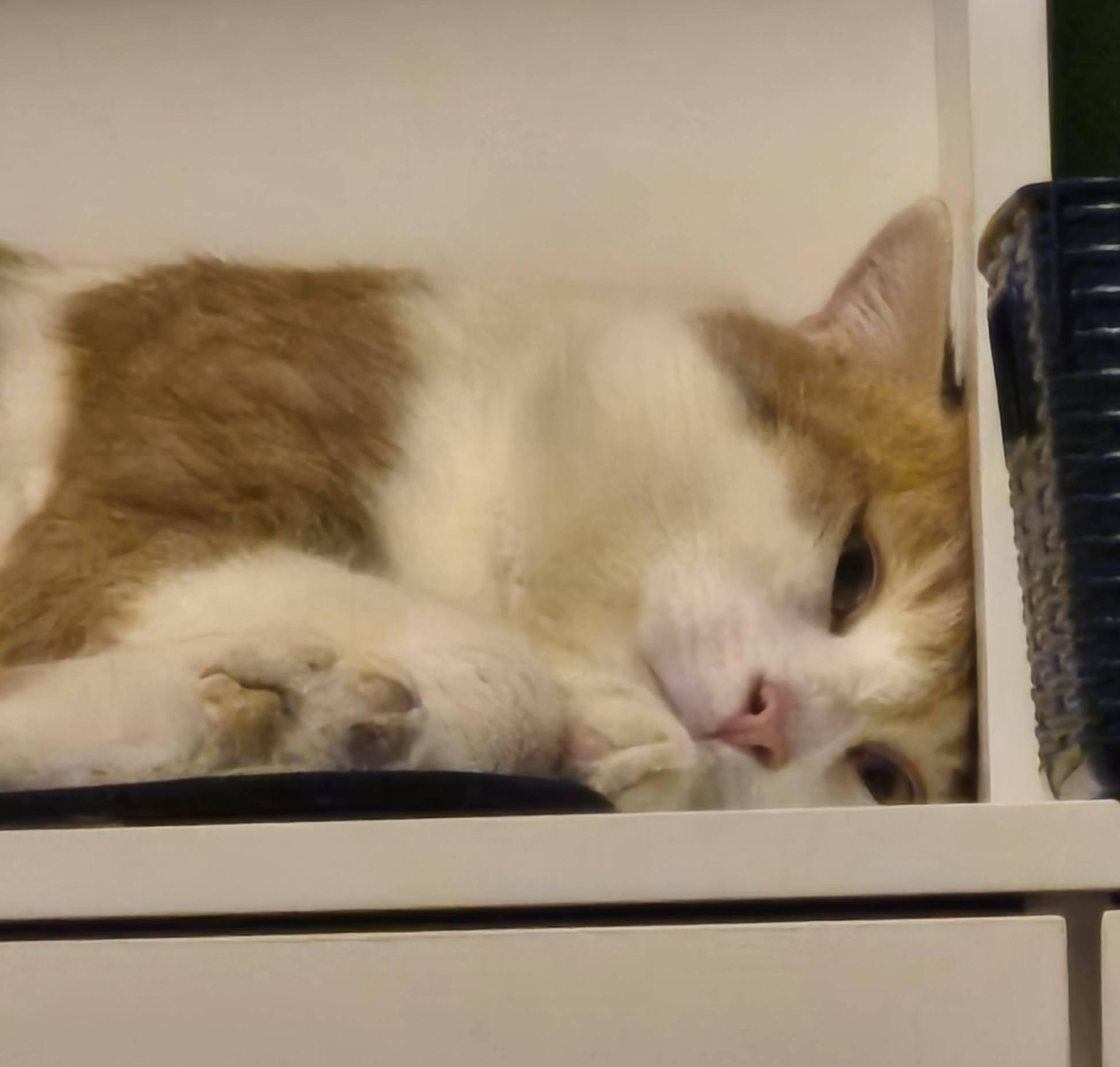 Mister, a ADOPTABLE Domestic Short Hair in Spencerville, ON image 5/6