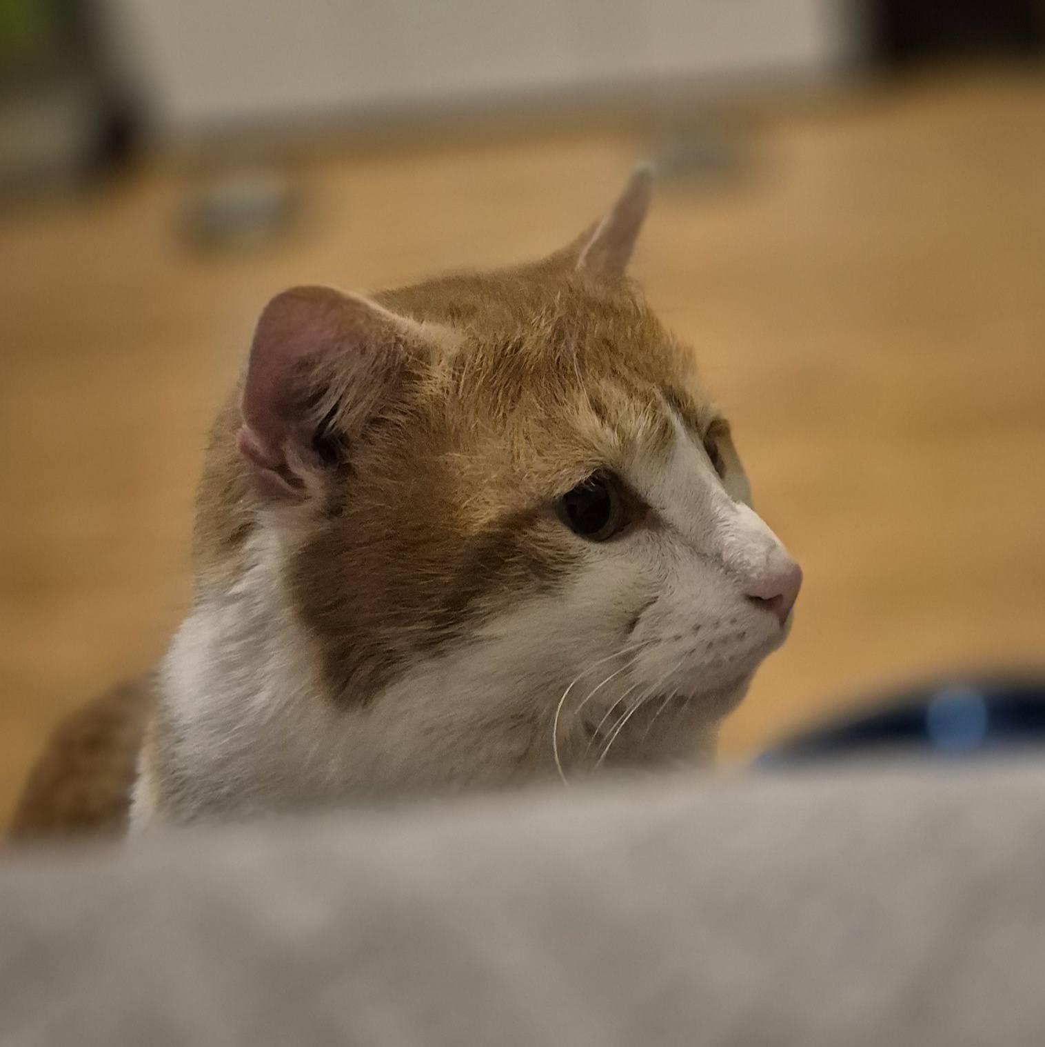Mister, a ADOPTABLE Domestic Short Hair in Spencerville, ON image 3/6