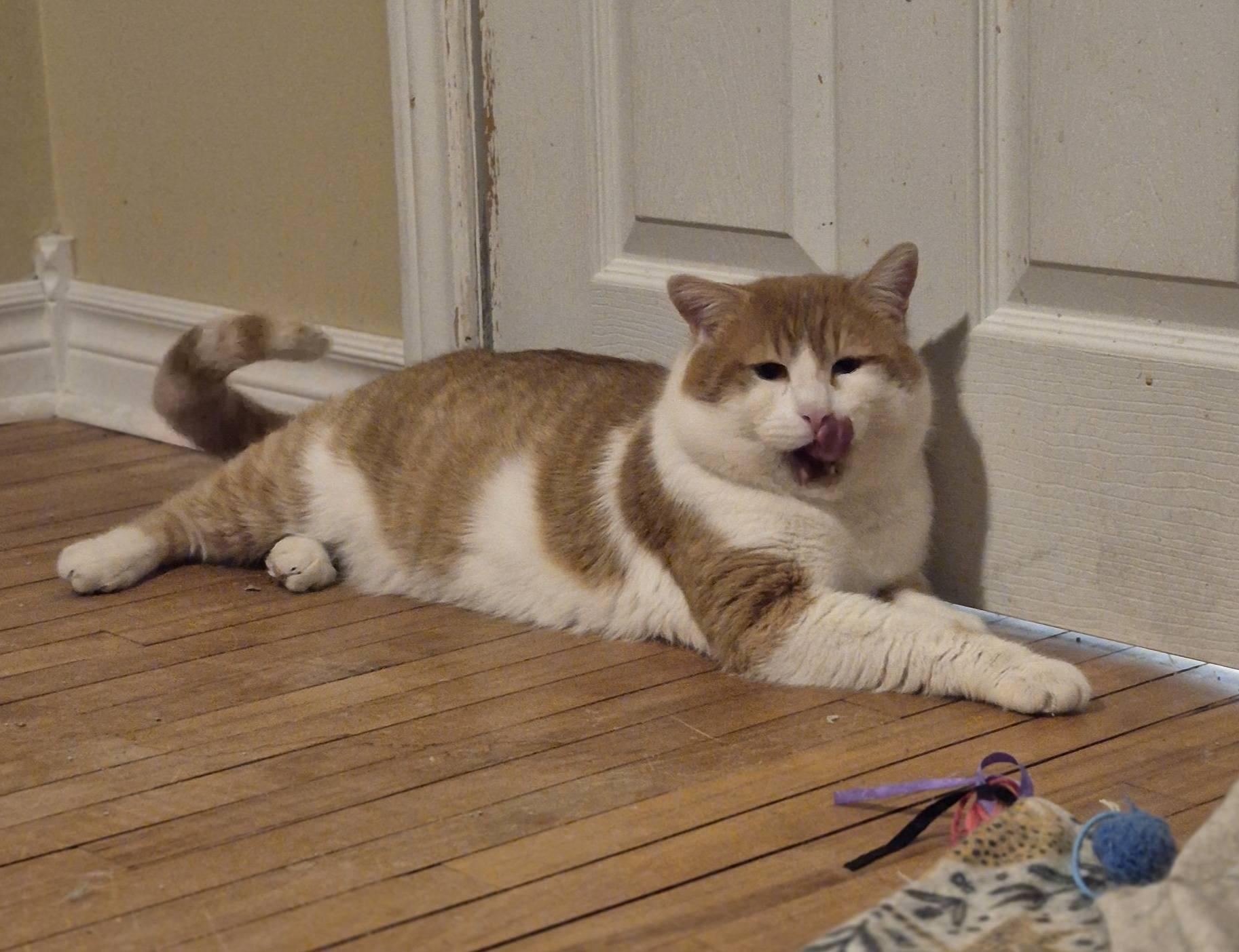 Mister, ADOPTABLE, Adult Male Domestic Short Hair.