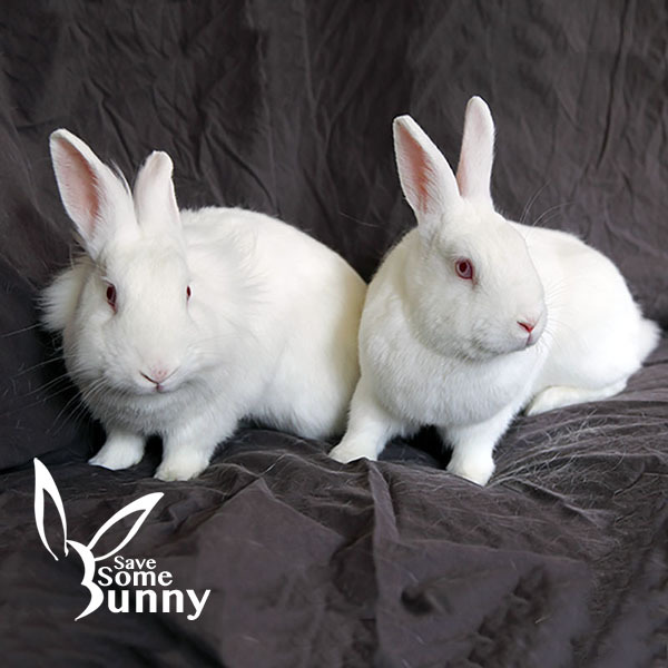 Pebbles (and BamBam), Adult Female unknown