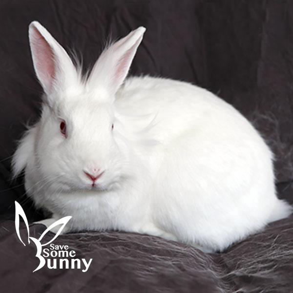 Pebbles (and BamBam), Adoptable, Adult Female Lionhead & Bunny Rabbit.