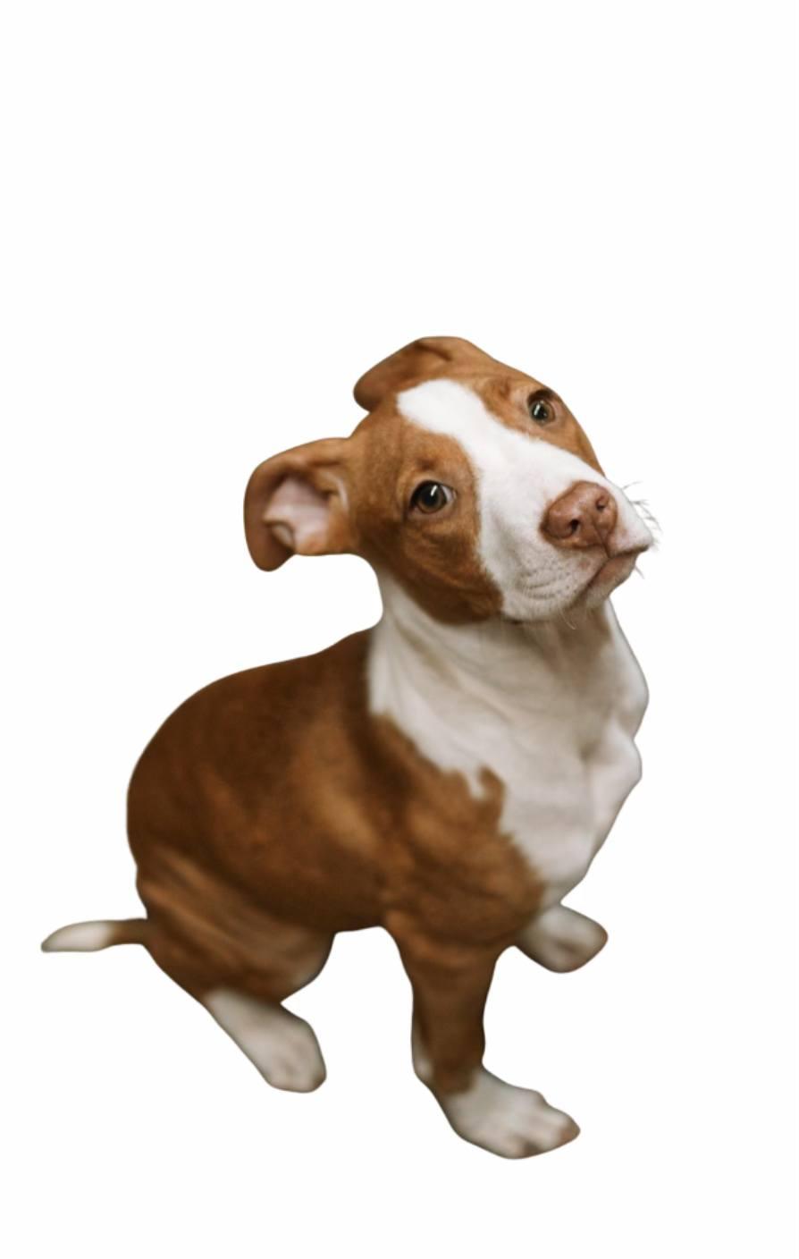 Juliet ~ Needs a foster or adopter, ADOPTABLE, Puppy Female Pit Bull Terrier.