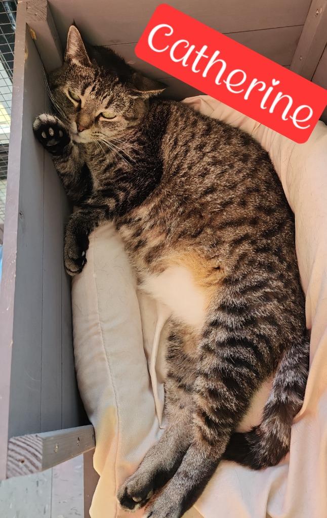 Catherine, Adoptable, Adult Female Domestic Short Hair.
