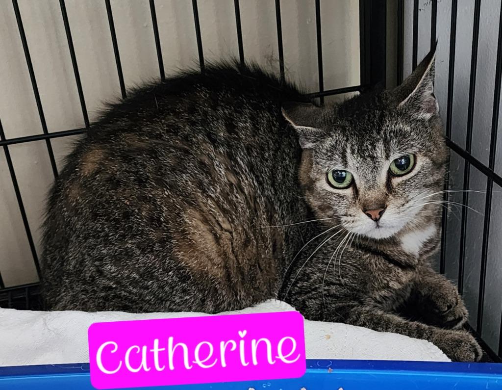 Catherine, a Adoptable mixed breed in Jim Thorpe, PA image 2/5