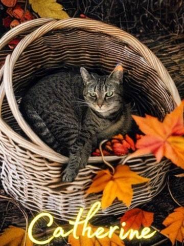 Catherine, a Adoptable mixed breed in Jim Thorpe, PA image 3/5