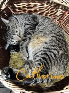 Catherine, a Adoptable mixed breed in Jim Thorpe, PA image 4/5