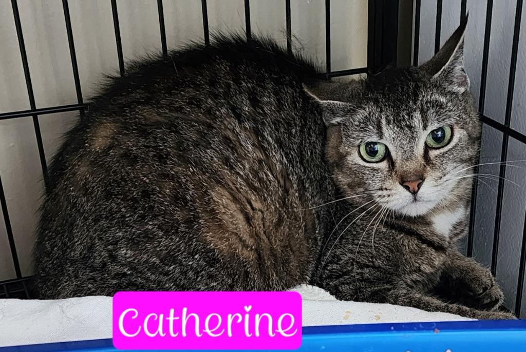 Catherine, a Adoptable mixed breed in Jim Thorpe, PA image 5/5