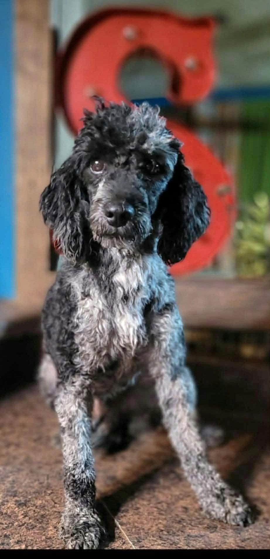 Percy SHAR in RI photo