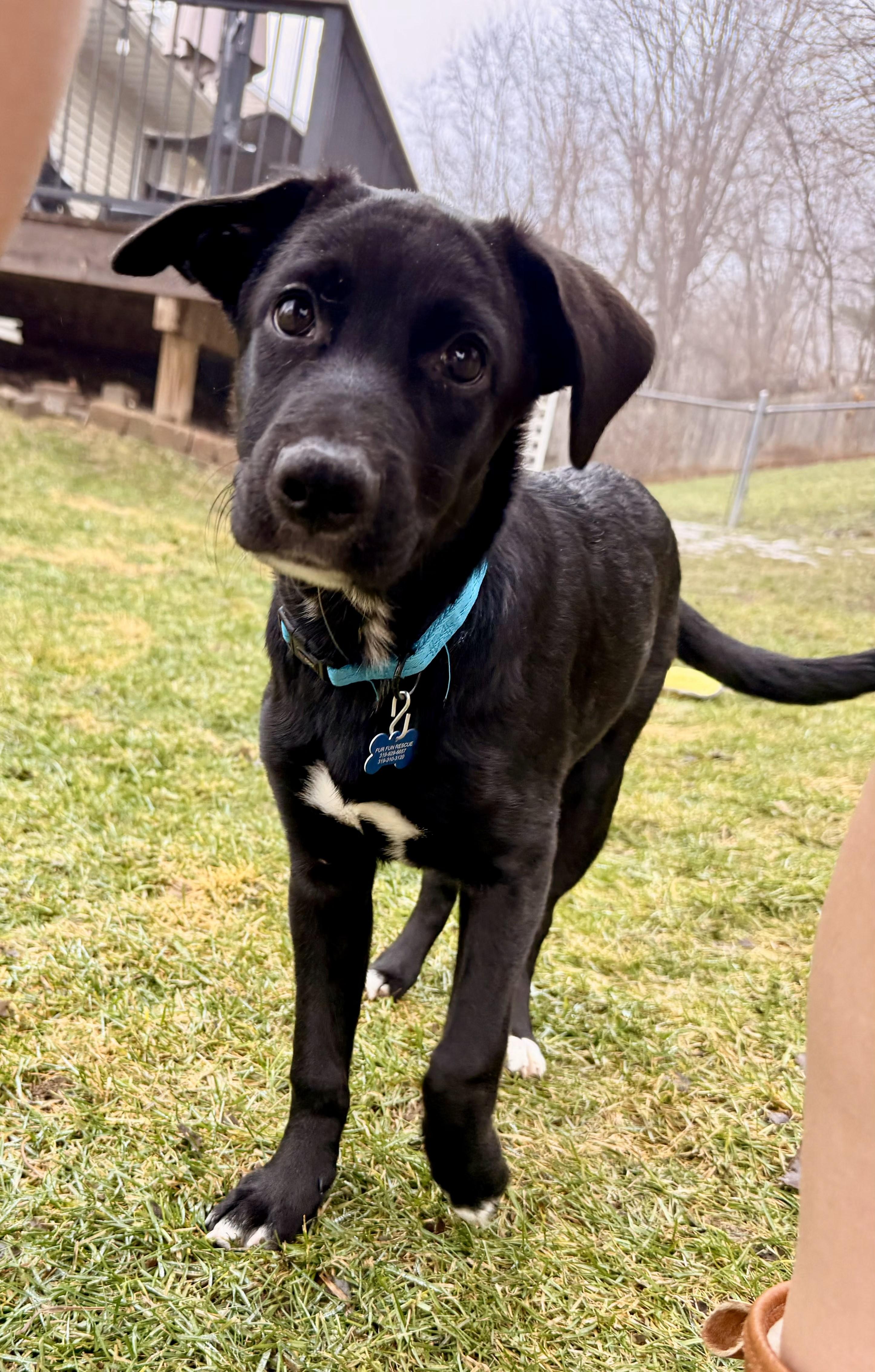 Enlarge Juno, a ADOPTABLE mixed breed in Lisbon, IA image 2/6