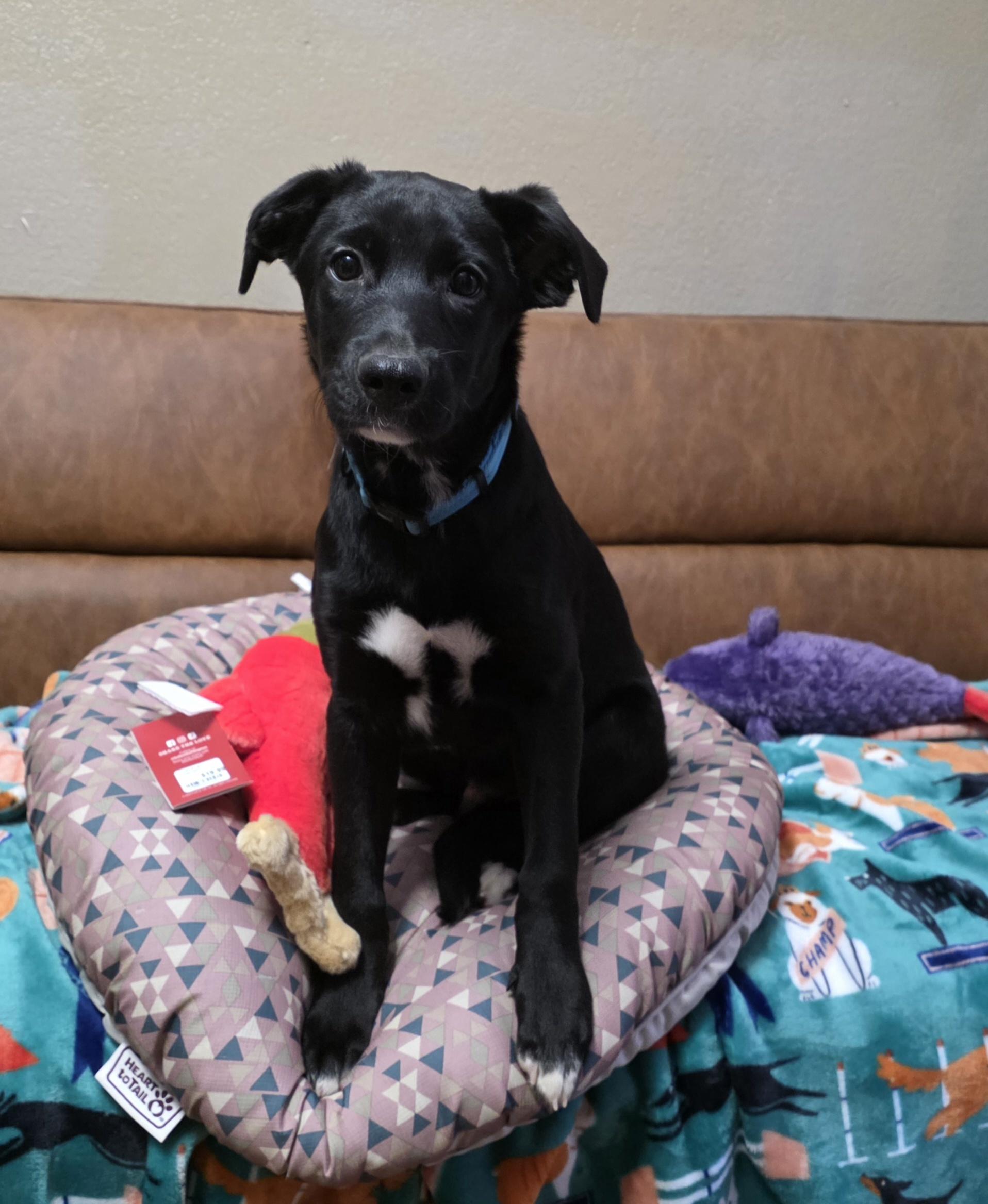 Enlarge Juno, a ADOPTABLE mixed breed in Lisbon, IA image 3/6