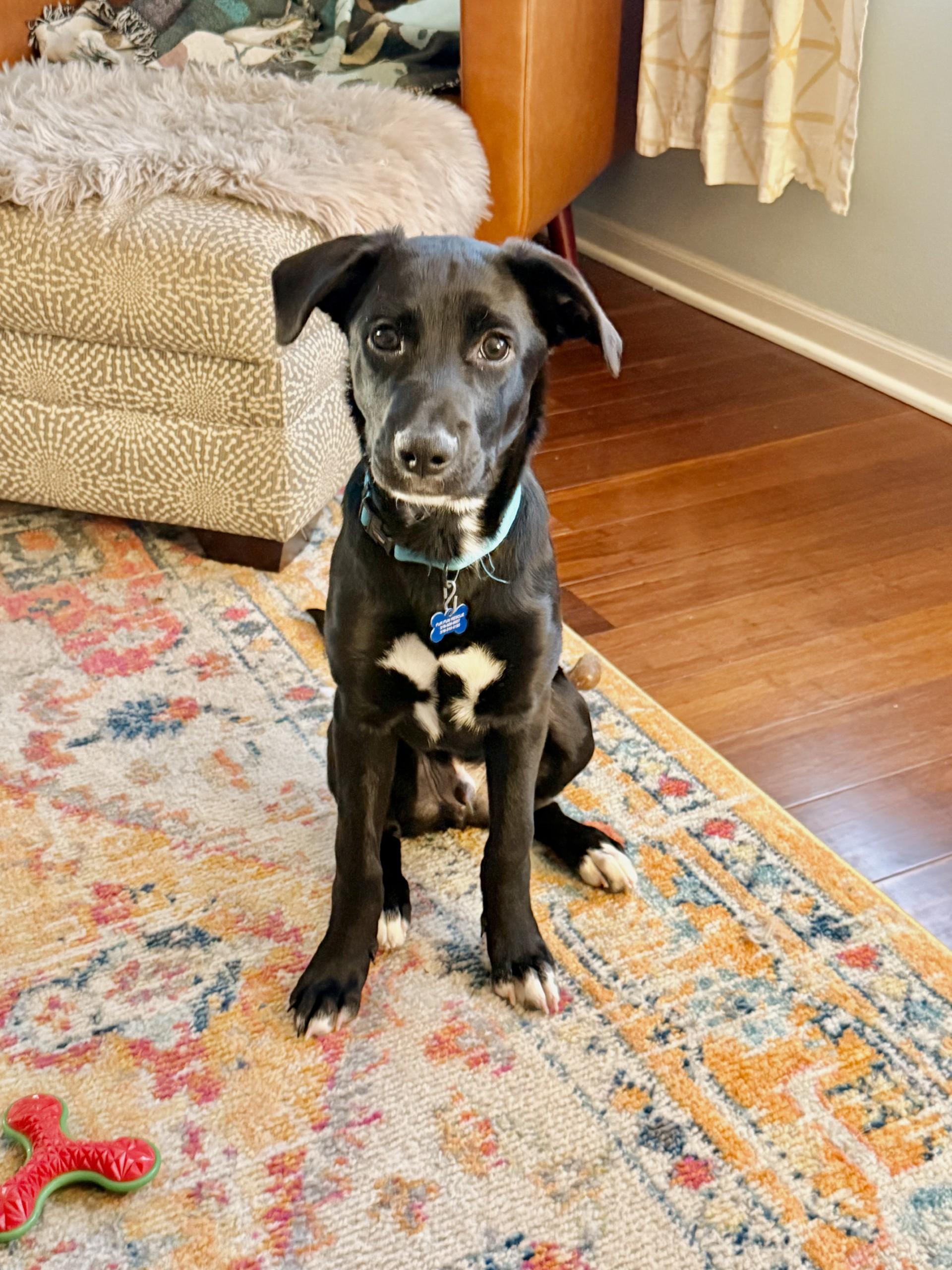 Enlarge Juno, a ADOPTABLE mixed breed in Lisbon, IA image 1/6
